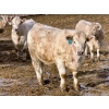 Image 11 : Stahlville Colony - 960# January Delivery Heifers - 81 Head (Rockyford, AB)