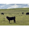 Image 4 : Linthicum Ranch - 550# October Delivery Steer Calves - 110 Head (Glentworth, SK)