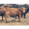 Image 7 : K6 Farms - 770# June Delivery Steers - 145 Head (Linden, AB)