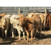 Image 8 : Donovan Banman - 630# October Delivery Heifer Calves - 50 Head (Hays, AB)