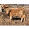 Image 9 : Donovan Banman - 630# October Delivery Heifer Calves - 50 Head (Hays, AB)