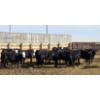 Image 5 : M.S. MacLean Livestock - 750# April Delivery Heifers - 51 Head (Coaldale, AB)
