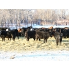 Image 2 : Coteau Ranch - 650# February Weaned Heifers - 93 Head (Kisbey, SK)