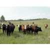 Image 6 : DJC Ranch - 900# September Delivery Grass Steers - 136 Head (Rabbit Lake, SK)
