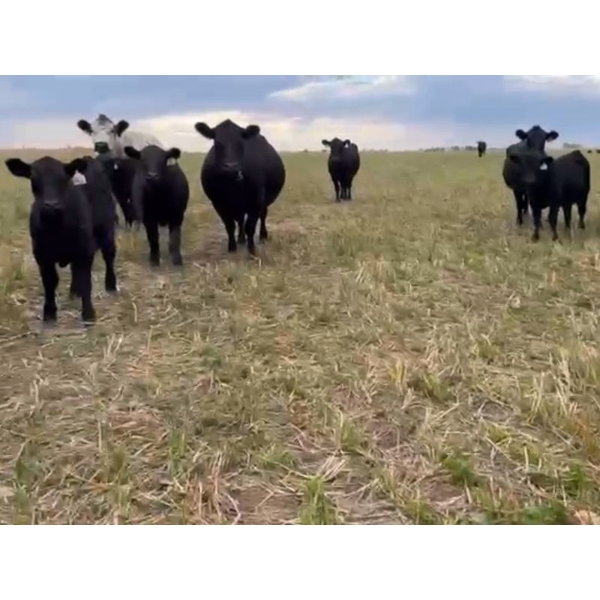 G2 Cattle Co. - 720# October Delivery Steer Calves - 13 Head (Macoun, SK)