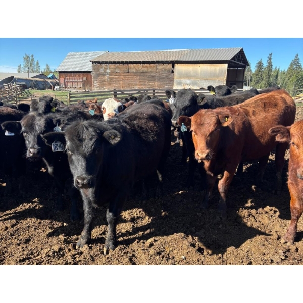 Alan Fridlington - 730# May Delivery Heifers - 162 Head (Kersley, BC)