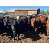 Image 1 : Alan Fridlington - 730# May Delivery Heifers - 162 Head (Kersley, BC)