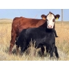 Image 8 : Prairie Haven Whitetails/Meier Land & Livestock - 620# November Steer Calves - 75 Head (Hays, AB)