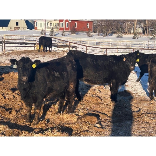 Little Rainbow Ranch - 1150# January Delivery Open Heifers - 40 Head (Moosomin, SK)