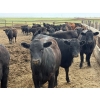 Image 3 : Richard Rosen - 750# May Delivery Heifers - 59 Head (Rainier, AB)
