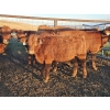 Image 3 : Fleming Bros. Livestock - 640# October Delivery Steer Calves - 70 Head (Rainier, AB)