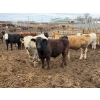 Image 4 : Chipping Hill Cattle Co. - 1050# May Delivery Steers - 174 Head (MacGregor, MB)