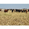 Image 4 : Block's Ranching Ltd. - 800# September Grass Heifers - 290 Head (Cabri, SK)
