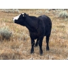 Image 8 : Monty & Corey Arendt - 625# Oct/Nov Delivery Steer Calves - 53 Head (Ravenscrag, SK)