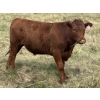 Image 9 : Eric Tarrant - 930# Aug/Sept Delivery Grass Steers - 29 Head (High River, AB)