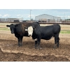 Image 5 : Luke & Jen Smith - 675# July Delivery Heifers - 170 Head (Rein, SK)