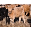 Image 8 : Copperfield Farming - 730# February Delivery Heifers - 120 Head (Vauxhall, AB)