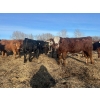 Image 4 : Chris Bartel - 775# March/April Delivery Steers - 78 Head (Fort Vermilion, AB)