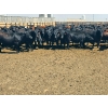 Image 8 : M.S. MacLean Livestock - 1020# May Delivery Steers - 59 Head (Coaldale, AB)