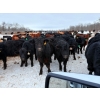 Image 5 : Calvin Reykdal - 775# March Delivery Steers - 160 Head (Vogar, MB) VBP+