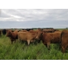 Image 6 : Tyton Farms Ltd. - 960# September Delivery Grass Heifers - 65 Head (Birtle, MB) VBP+
