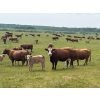 Image 4 : Franklin Cattle Co. - 650# November Delivery Steer Calves - 275 Head (Marwayne, AB)