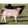 Image 5 : GW Murray Ranches - 630# November Delivery Heifer Calves - 90 Head (Rolling Hills, AB)
