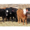 Image 3 : Willowside Ranch - 625# March Delivery Heifers - 88 Head (Vibank, SK)