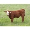 Image 3 : South Valley Farms - 850# February Delivery Weaned Steers - 70 Head (Rapid City, MB)