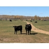 Image 4 : Moore Ranching - 600# November Delivery Steer Calves - 300 Head (Loon Lake, SK)