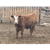 Image 5 : K6 Farms - 770# June Delivery Steers - 145 Head (Linden, AB)