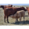 Image 13 : Johnston Ranches - 675# October Delivery Steer Calves - 90 Head (Cereal, AB)