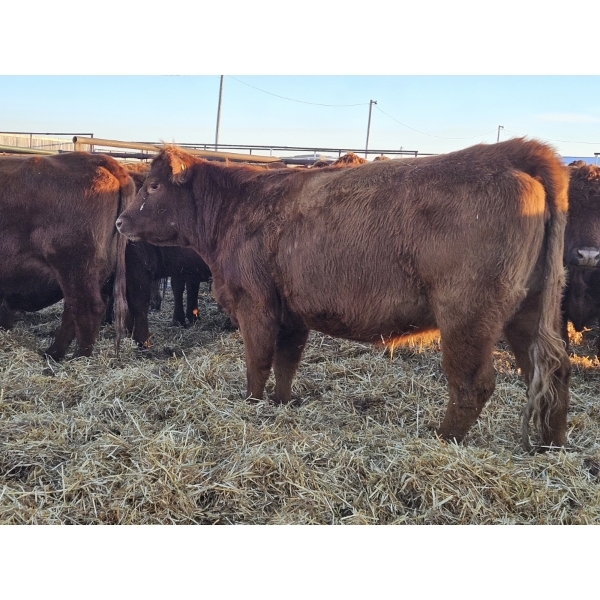 Cole Webb - 10 Red 2nd Calvers (Pen 733 - 735)