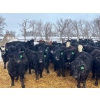 Image 3 : Jay Be Acres Ltd. - 800# February Delivery Steers - 75 Head (Deloraine, MB)