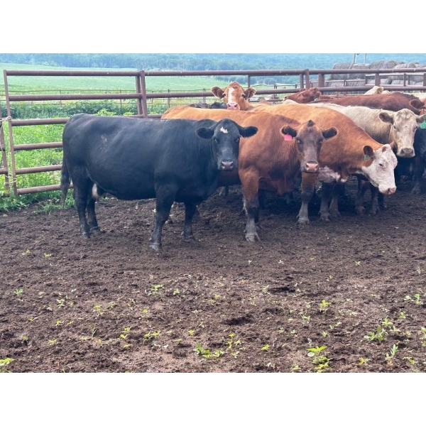 Turtleview Livestock - 22 Open Exotic X Cows (Goodlands, MB) VBP+