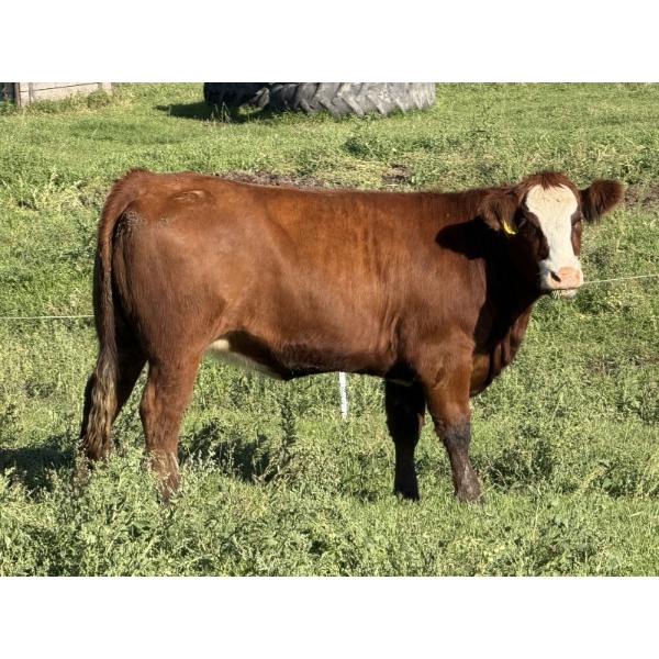 Garth & Theresa Kauppi - 1050# September Delivery Grass Heifers - 27 Head (Eckville, AB)