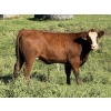 Image 1 : Garth & Theresa Kauppi - 1050# September Delivery Grass Heifers - 27 Head (Eckville, AB)
