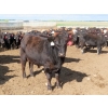 Image 10 : Little Rainbow Ranch - 820# June Delivery Steers - 144 Head (Moosomin, SK)