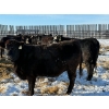 Image 12 : Greg Trewin - 26 BBF/BWF/Black Bred Heifers (Coulter, MB)