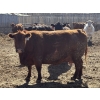 Image 4 : Cunningham Cattle Co. - 1750# Fed Cows - 36 Head (Sundre, AB)