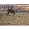 Image 4 : Rolling N Ranches (Nolan & Amanda Osadczuk) - 4 Black Heifer Pairs