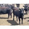Image 11 : Lone Star Cattle Co. - 980# June Delivery Heifers - 260 Head (Strathmore, AB)