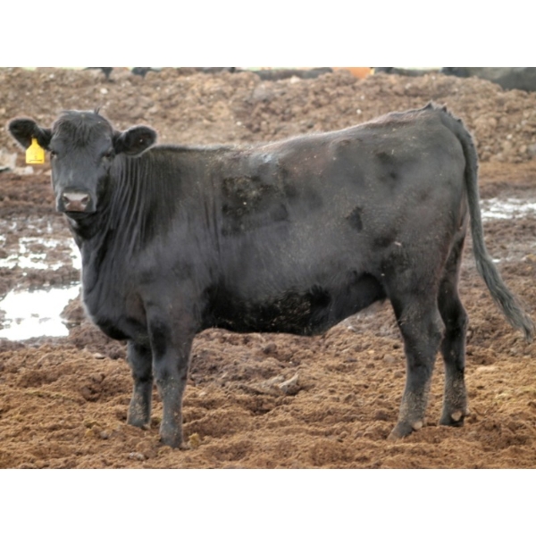 Sonny Wierenga - 940# September Delivery Heifers - 86 Head (Granum, AB)