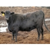 Image 1 : Sonny Wierenga - 940# September Delivery Heifers - 86 Head (Granum, AB)