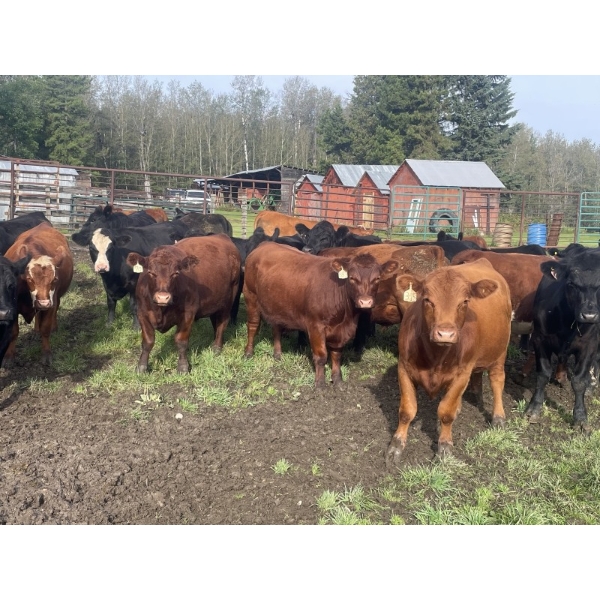 Regehr Land & Cattle - 1050# September Delivery Grass Steers - 59 Head (Winfield, AB)