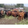Image 1 : Regehr Land & Cattle - 1050# September Delivery Grass Steers - 59 Head (Winfield, AB)