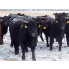 Image 1 : Little Rainbow Ranch - 22 Black & BBF Simm X Angus April/May Calving Bred Heifers (Moosomin, SK)