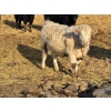 Image 8 : Cunningham Cattle Co. - 850# March Delivery Heifers - 70 Head (Rhein, SK)