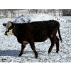 Image 13 : Nelson Creek Ranch - 21 BBF/BWF Replacement Heifers (Claresholm, AB)