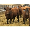 Image 2 : Brandt Boys Inc. - 1000# June Delivery Steers - 62 Head (Tolstoi, MB)